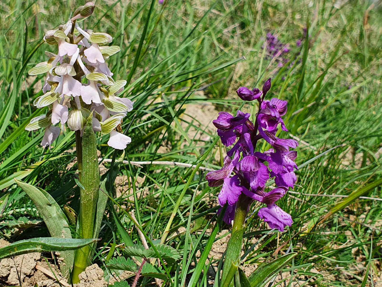 Foto: Das Kleine Knabenkraut (Orchis morio), eine der frh blhenden Orchideen in der Eifel in gibt es in zwei Farben ... - Lupe Reisen